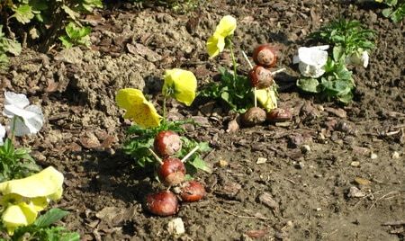 Gesztenye-bábuk a virágok között