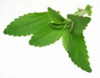 Stevia Rebaudiana Bertoni 