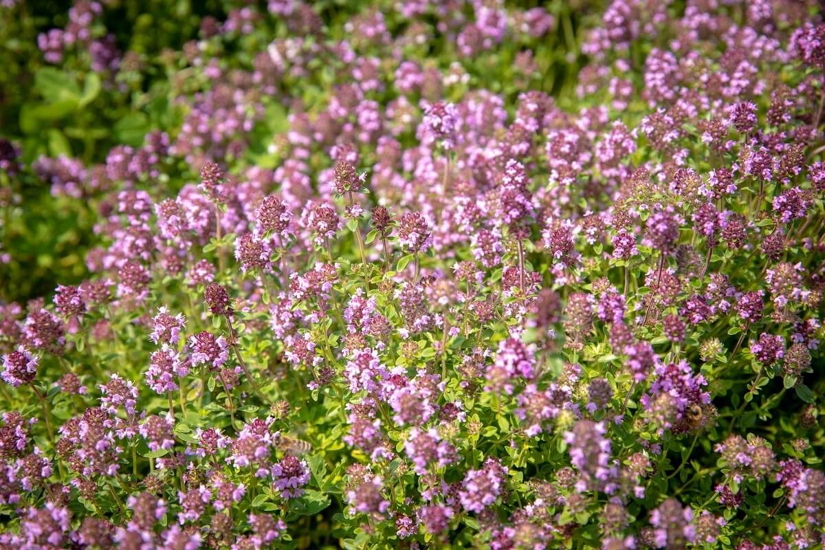 A leghatékonyabb allergiaellenes gyógynövények a lándzsás útifű, a mezei kakukkfű és a fürtös menta (Fotó: Mindmegette)