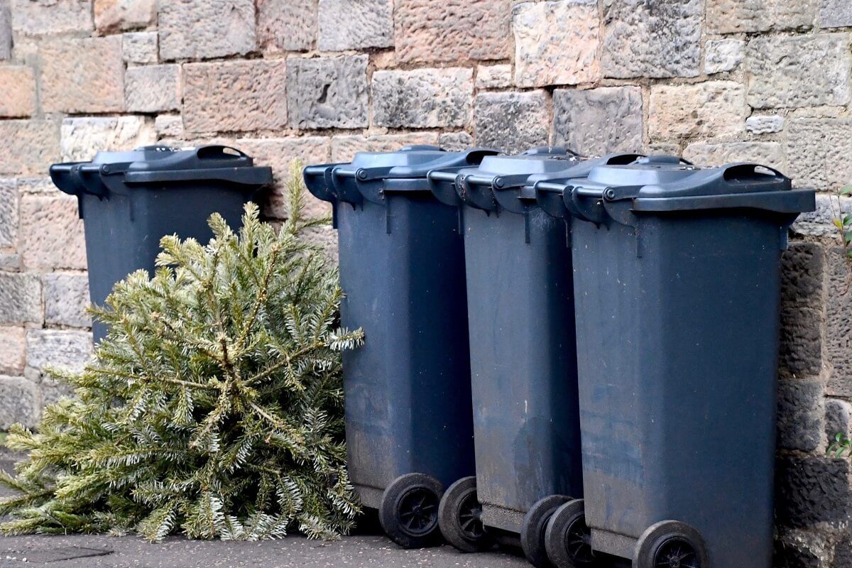 Erre figyelj oda, ha kiviszed karácsony után a fenyőfát a kuka mellett /Fotó: Shutterstock