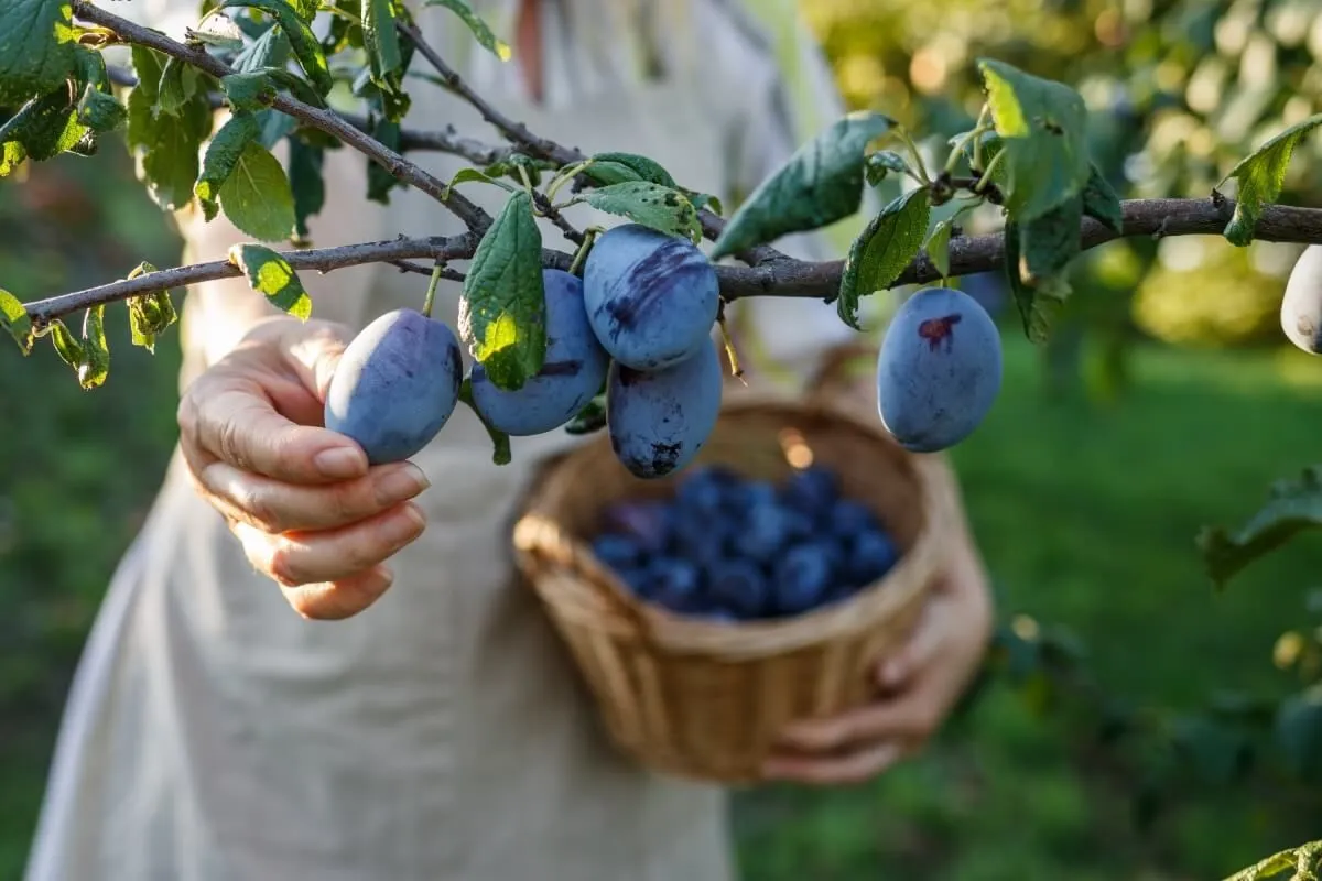 Jó, ha van nálunk kosár vagy láda / Fotó: Shutterstock 