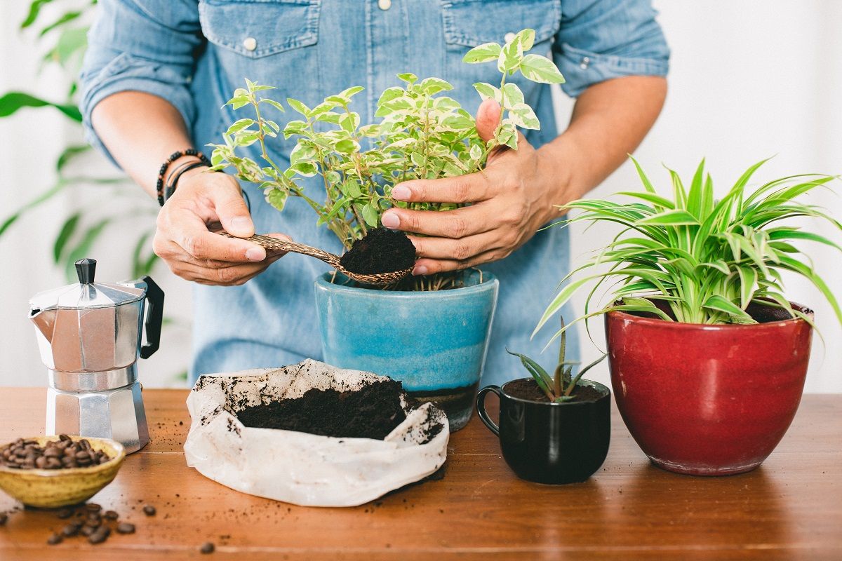 A zacc a földbe keverve enyhén savasítja a talajt /Fotó: Shutterstock