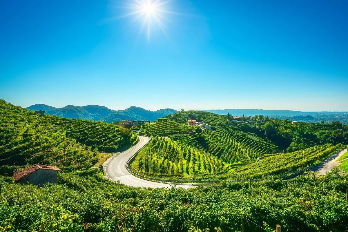 A Prosecco alapját adó szőlő meredek, lejtős területen terem /Fotó: Shutterstock