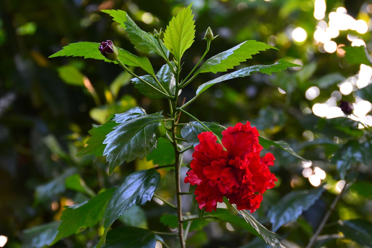 Hibiszkusz virágzik az egyik ültetvényen