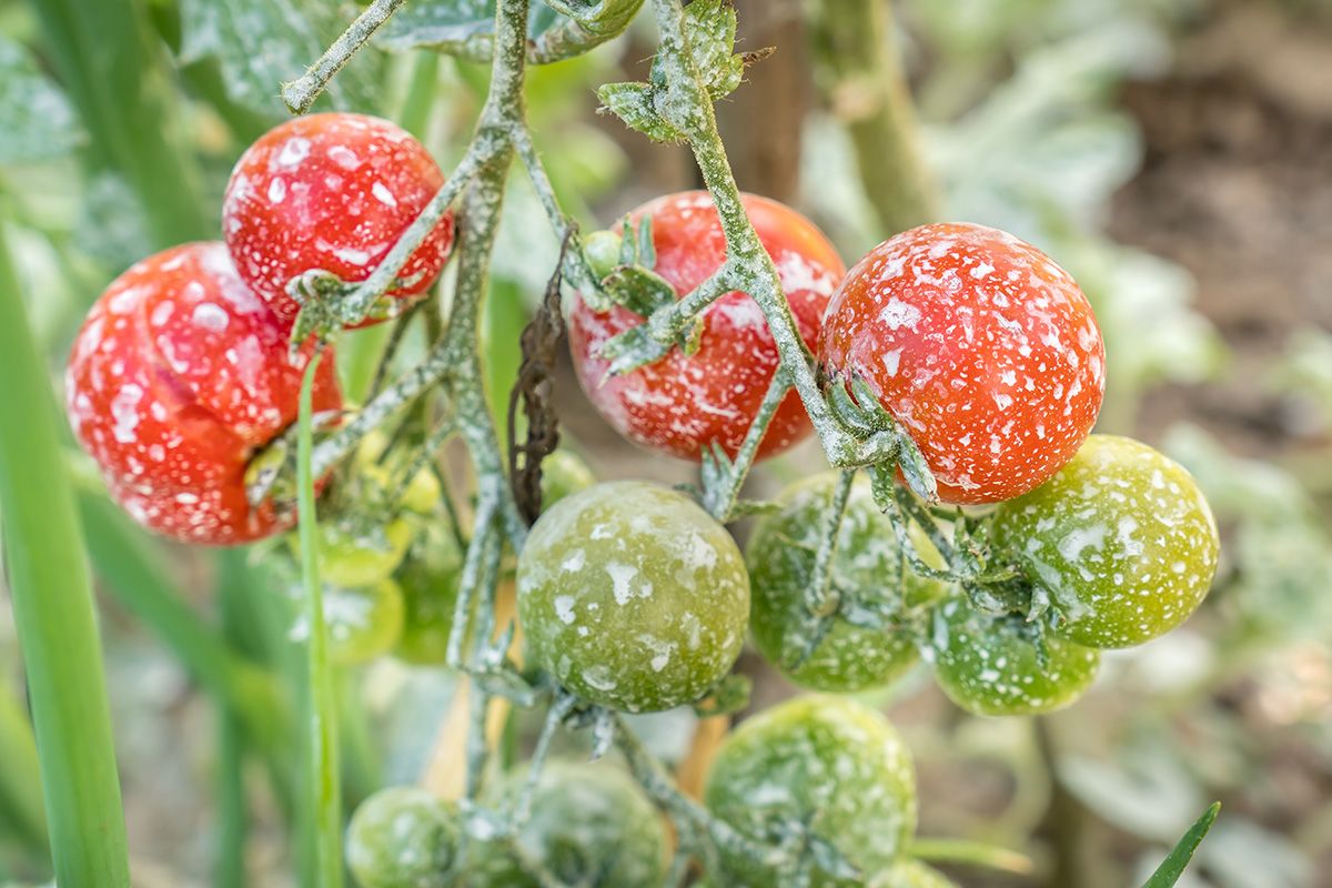 A legtöbb ilyen mérgezés 8 órán belül tüneteket okoz /Fotó: Shutterstock