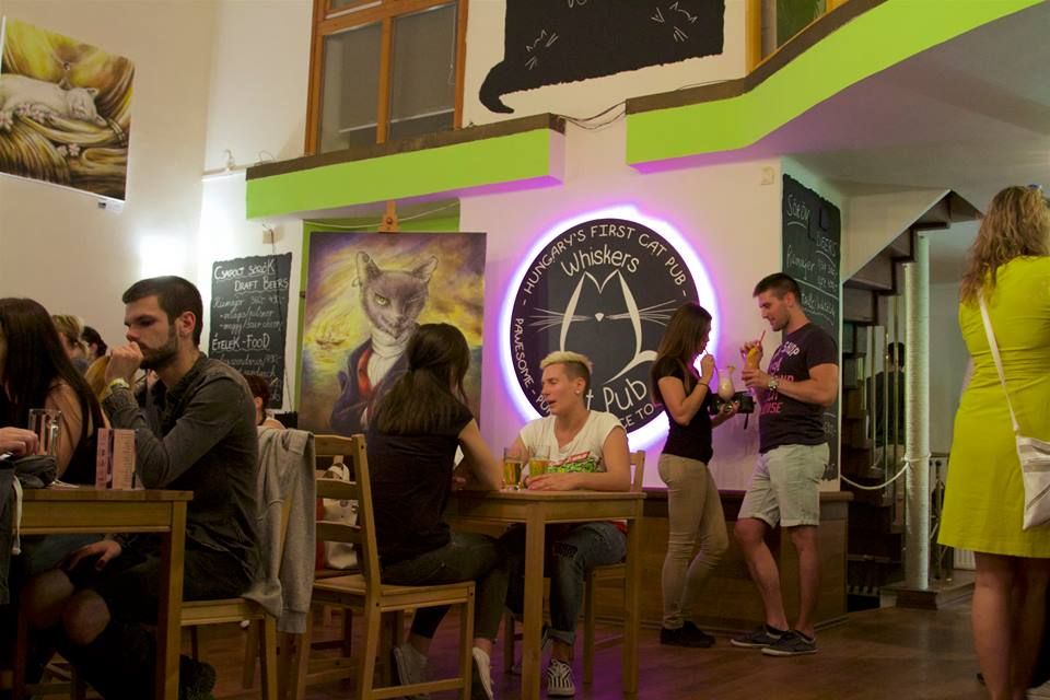 Whiskers Cat Pub/ Fotó: https://www.facebook.com/whiskerscatpub/