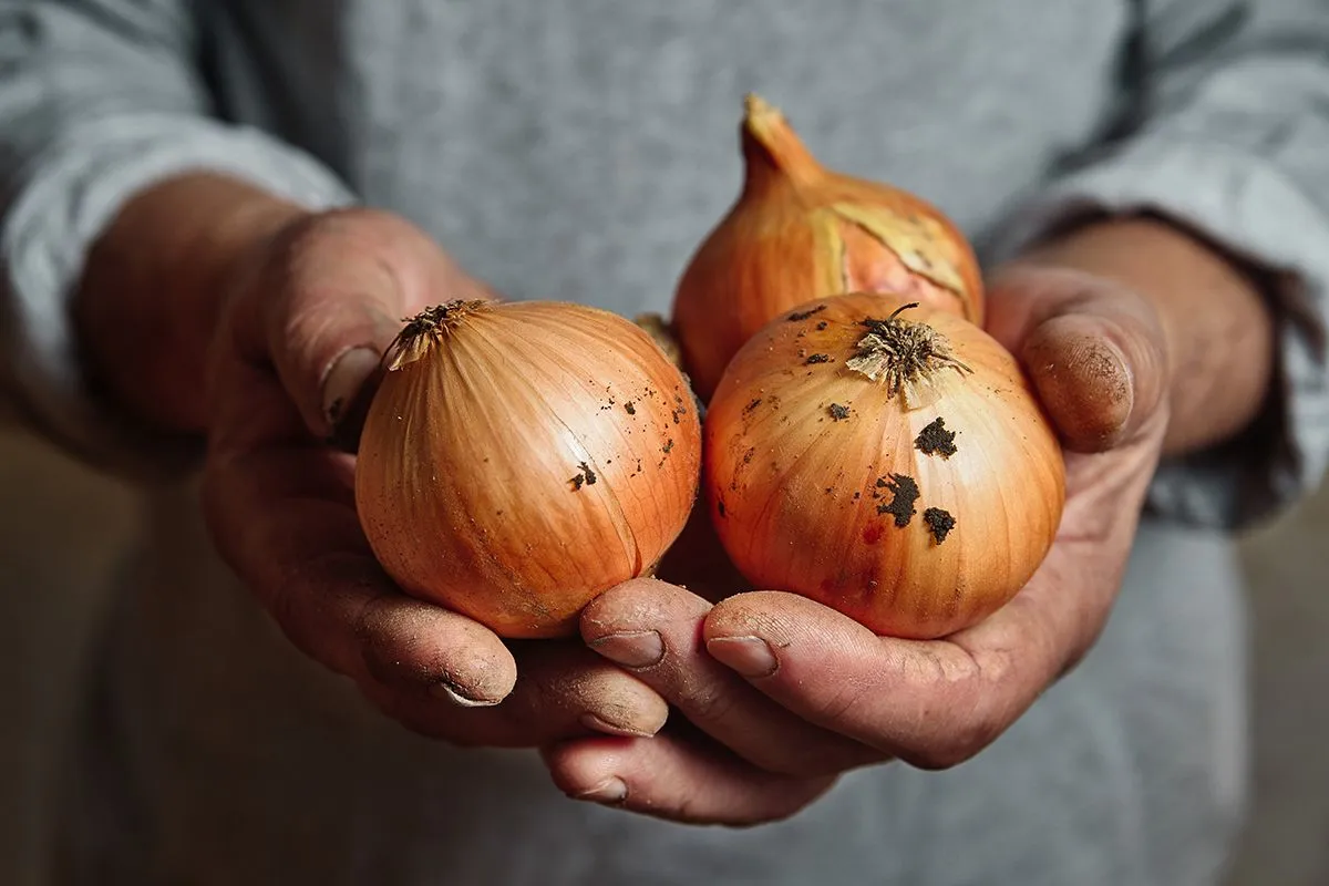 Több állam is exporttilalmat vezetett be a vöröshagymára /Fotó: Shutterstock