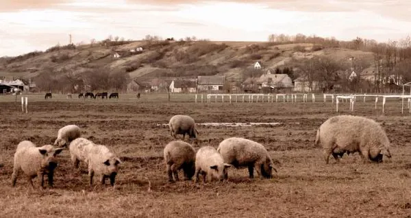 Kinti tartásban az igazi a mangalica húsa