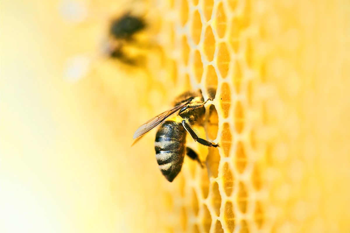 A vadvirágméz többféleképpen is segíthet az allergia kezelésében /Fotó: Shutterstock