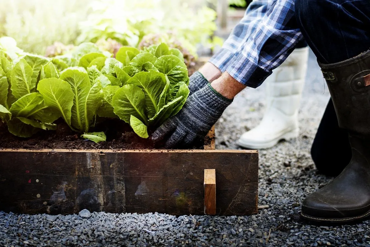 A betegségek, kártevők elleni védekezés költségeit is megspórolhatjuk a házi növényvédő szerekkel /Fotó: Shutterstock