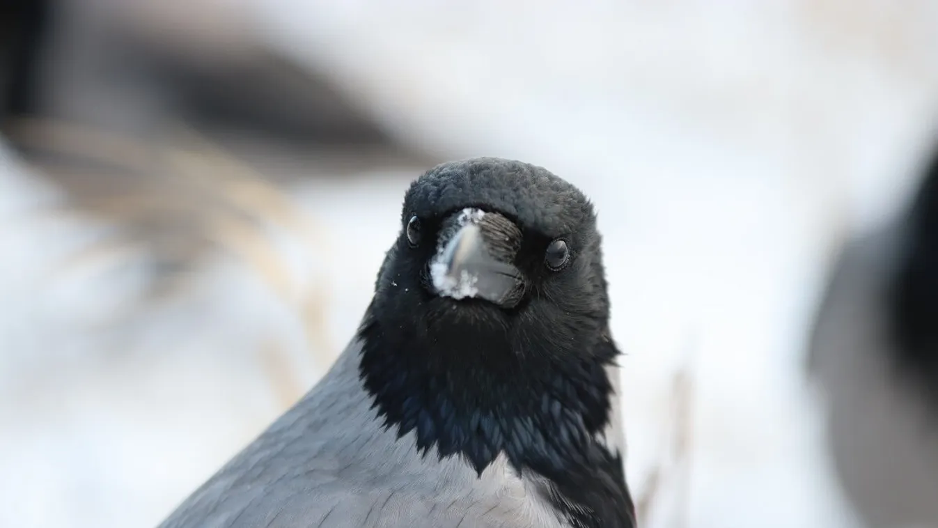 Varjú támadás /Fotó: Shutterstock