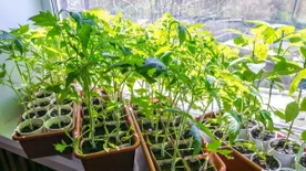 A palántázás 5 aranyszabálya - így lesz bőséges termés, akár a konyhaablakban is!