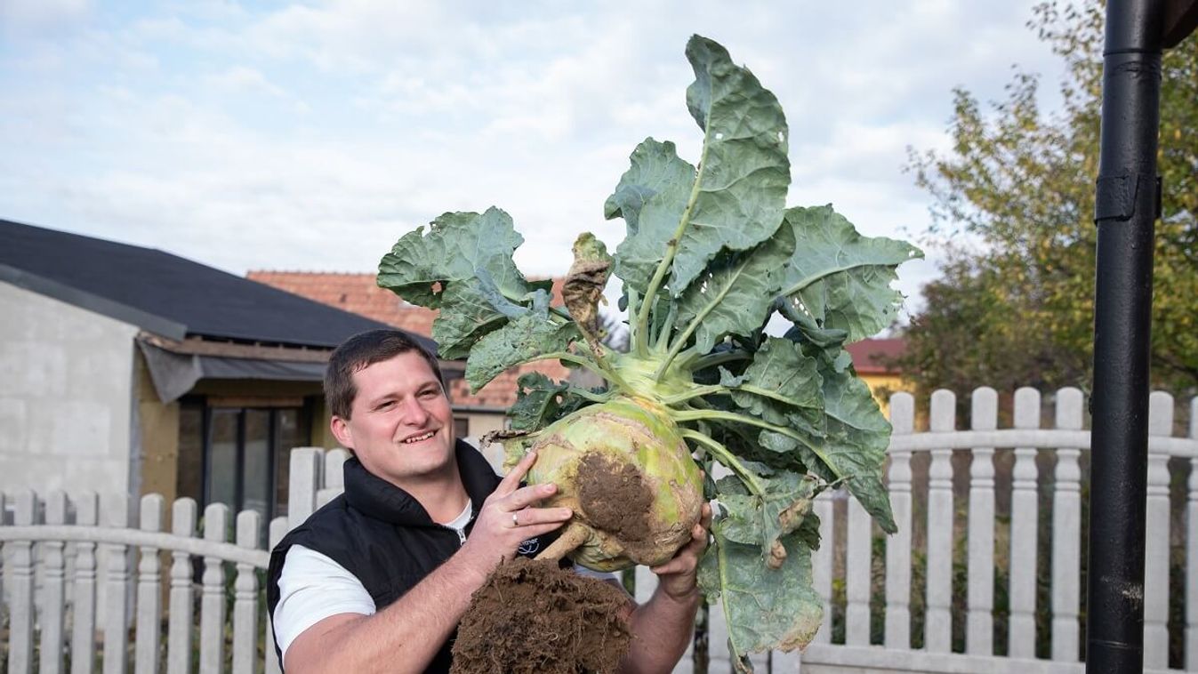 Gábris Jenő kertjében nőtt az óriáskaralábé /Fotó: Viszló Balázs