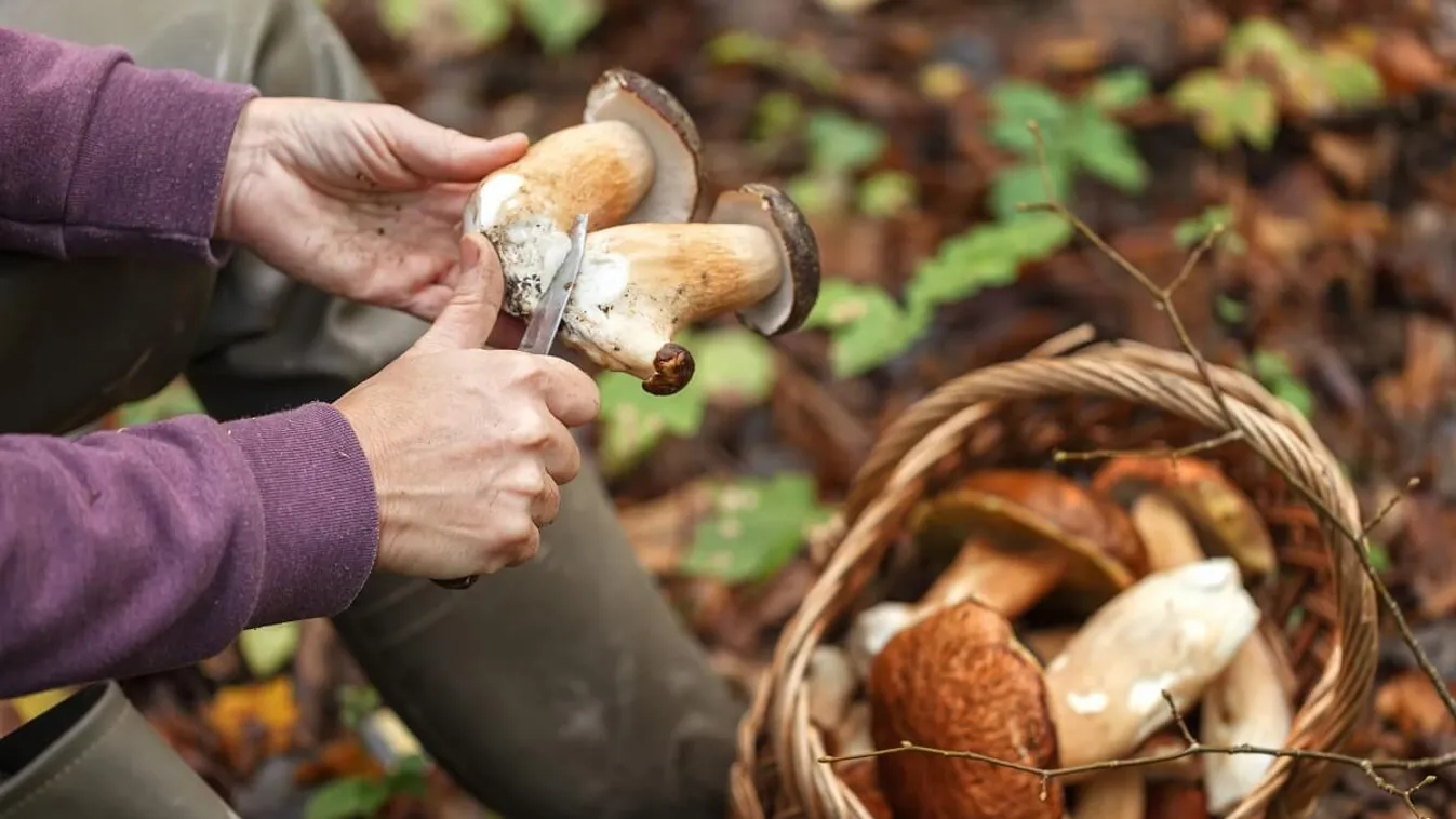 A gombák nemcsak veszélyesek lehetnek, de ha túllépjük a mennyiséget, bírságot is kaphatunk /Fotó: Shutterstock