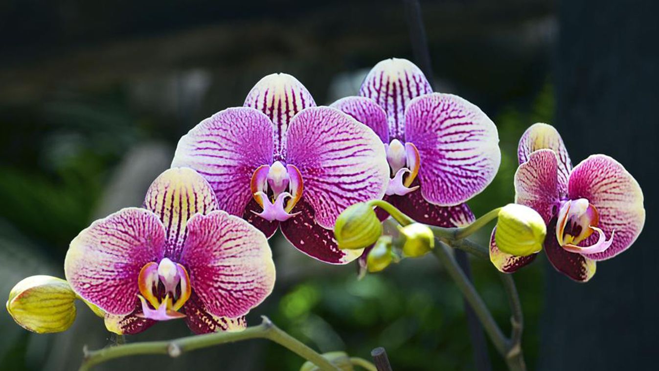 Orchidea