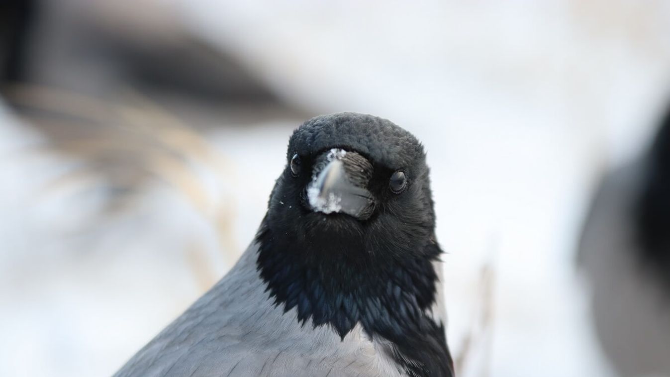 Varjú támadás /Fotó: Shutterstock