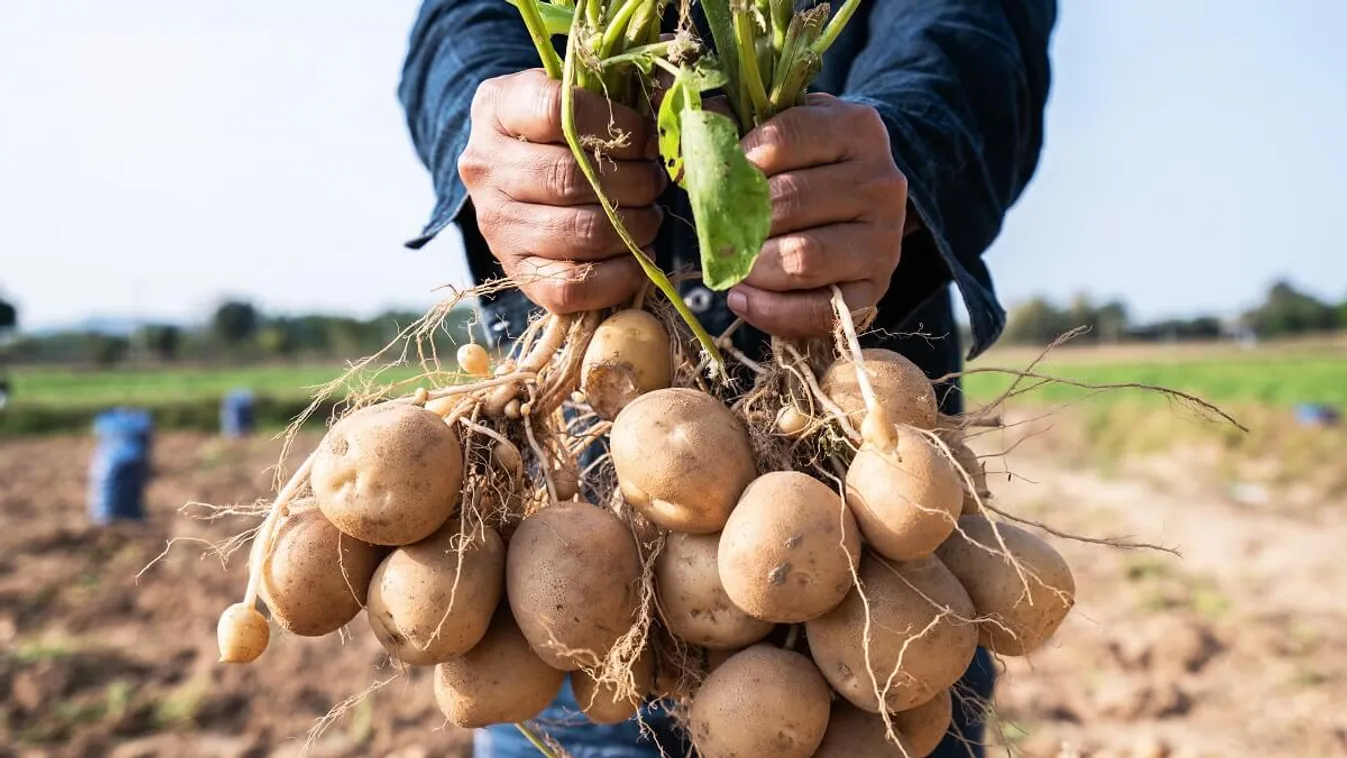 Már januárra elfogyhat a magyar krumpli a boltokból /Fotó: Shutterstock