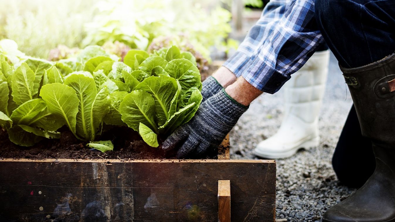 Kert ültetés /Fotó: Shutterstock