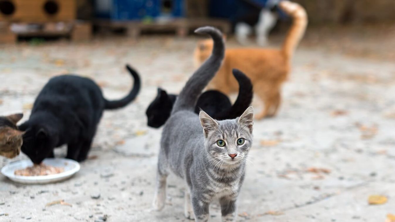 Mintegy 1000 macskát mentettek meg a vágóhídtól Kínában (Illusztráció) /Fotó: Shutterstock