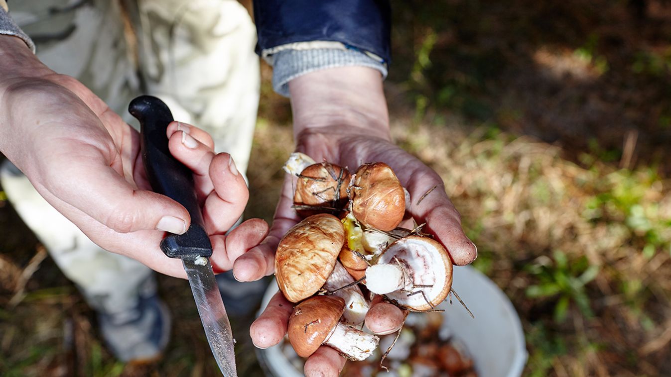 Szezonja van! Így gyűjts gombát biztonsággal /Fotó: Shutterstock