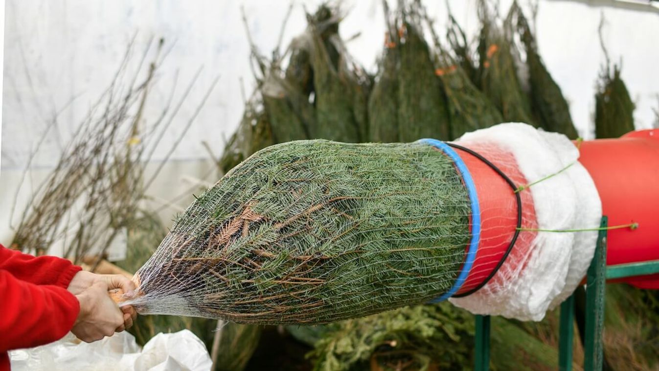 Kisméretű fenyőfát már viszonylag olcsón vehetünk, de a nagyobbakért a zsebünkbe kell nyúlni /Fotó: Shutterstock