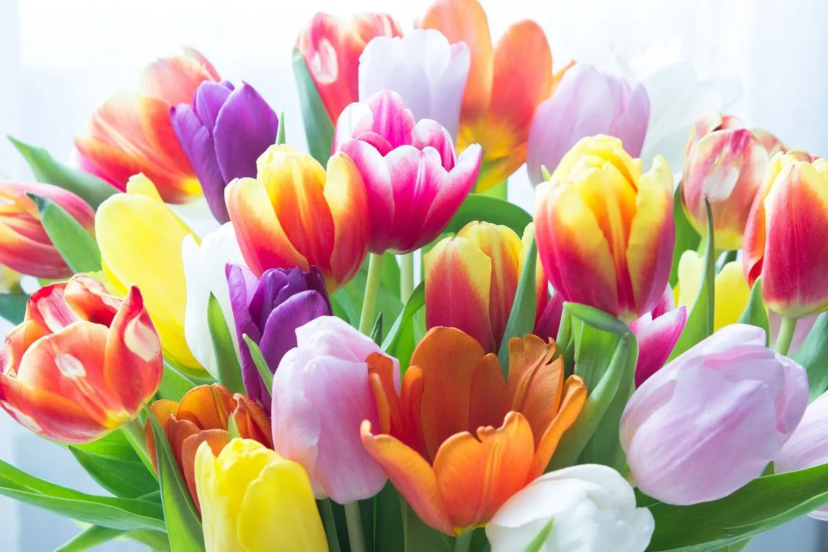 Ha előnevelt tulipánt veszel, hamar virágba borulhat a balkonod, a kerted! /Fotó: Shutterstock