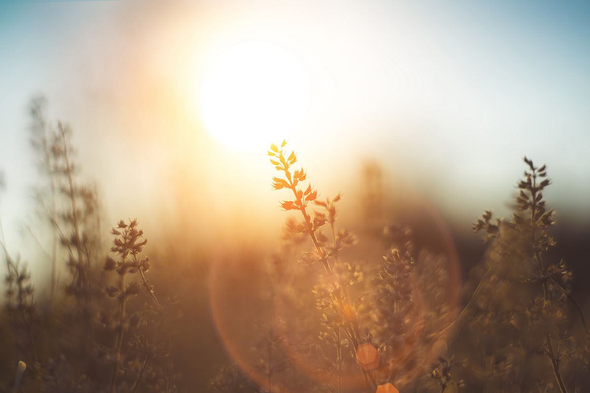 Gyűjtsünk télen is gyógynövényeket /Fotó: Shutterstock