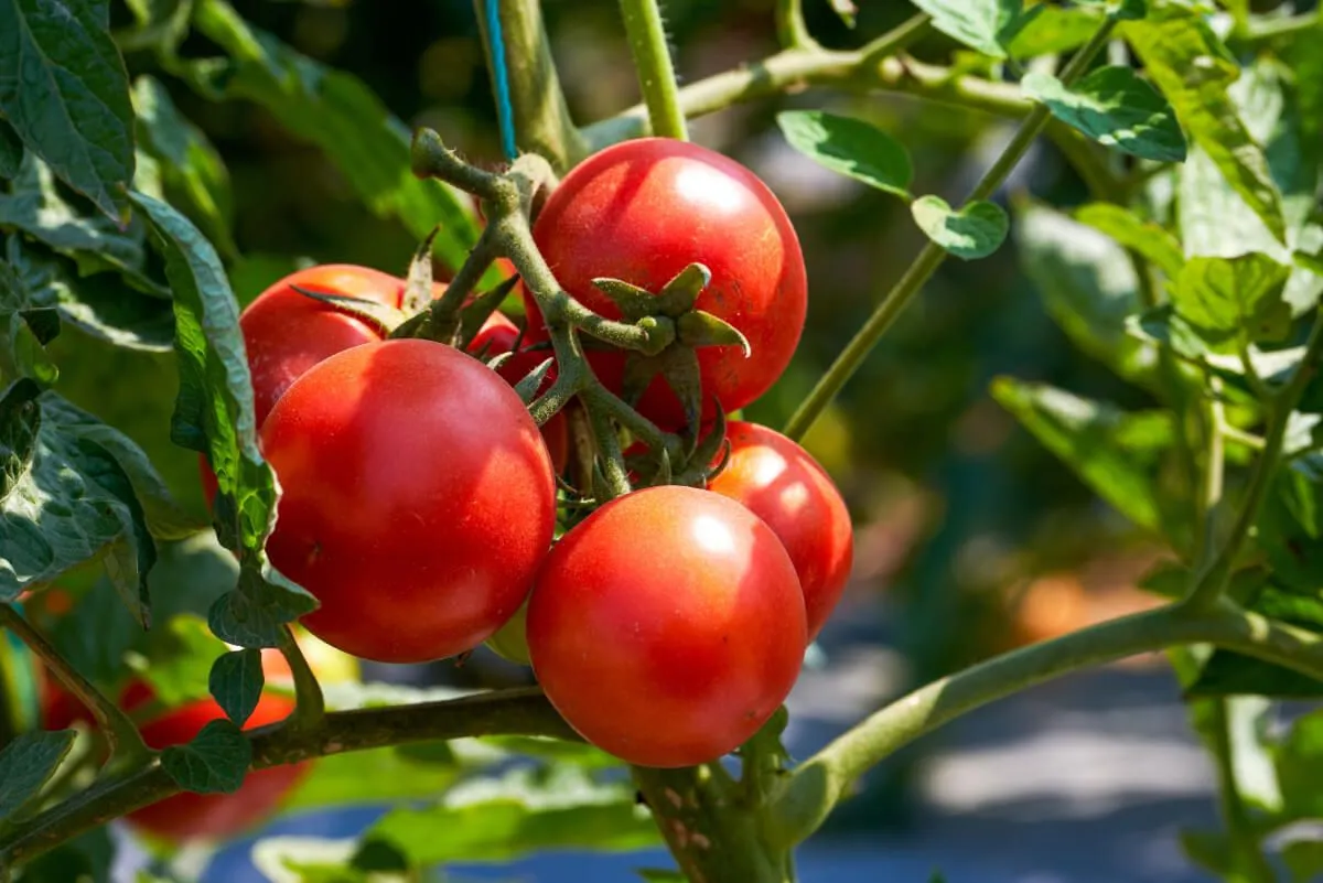 Otthon is termeszthetünk szép, zamatos paradicsomokat, ha figyelünk a jó időzítésre (Fotó: Shutterstock)