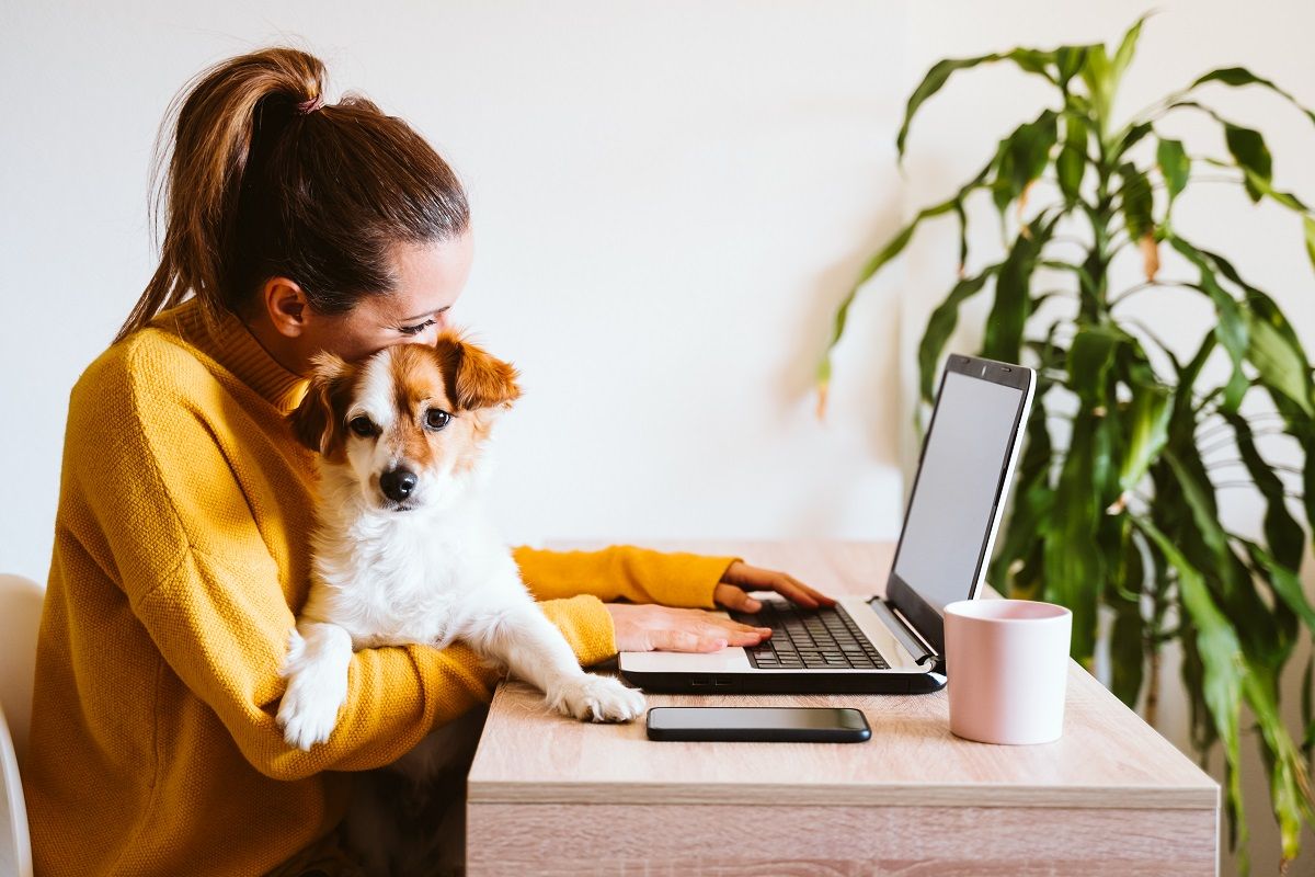 Van néhány szabály, amit fontos betartani, ha lakásban tartjuk a kutyát / Fotó: Shutterstock