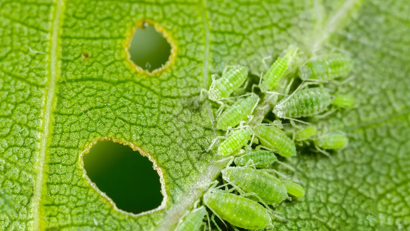 A levéltetvek nagy pusztítást végezhetek a kertekben / Fotó: Shutterstock