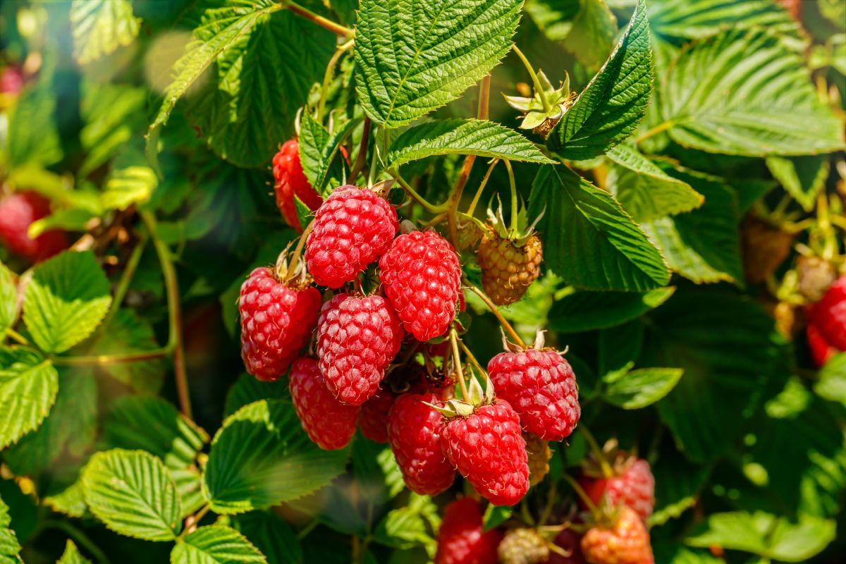 Ha ilyen bőséges termést szeretnél, fogadd meg tanácsainkat / Fotó: Shutterstock