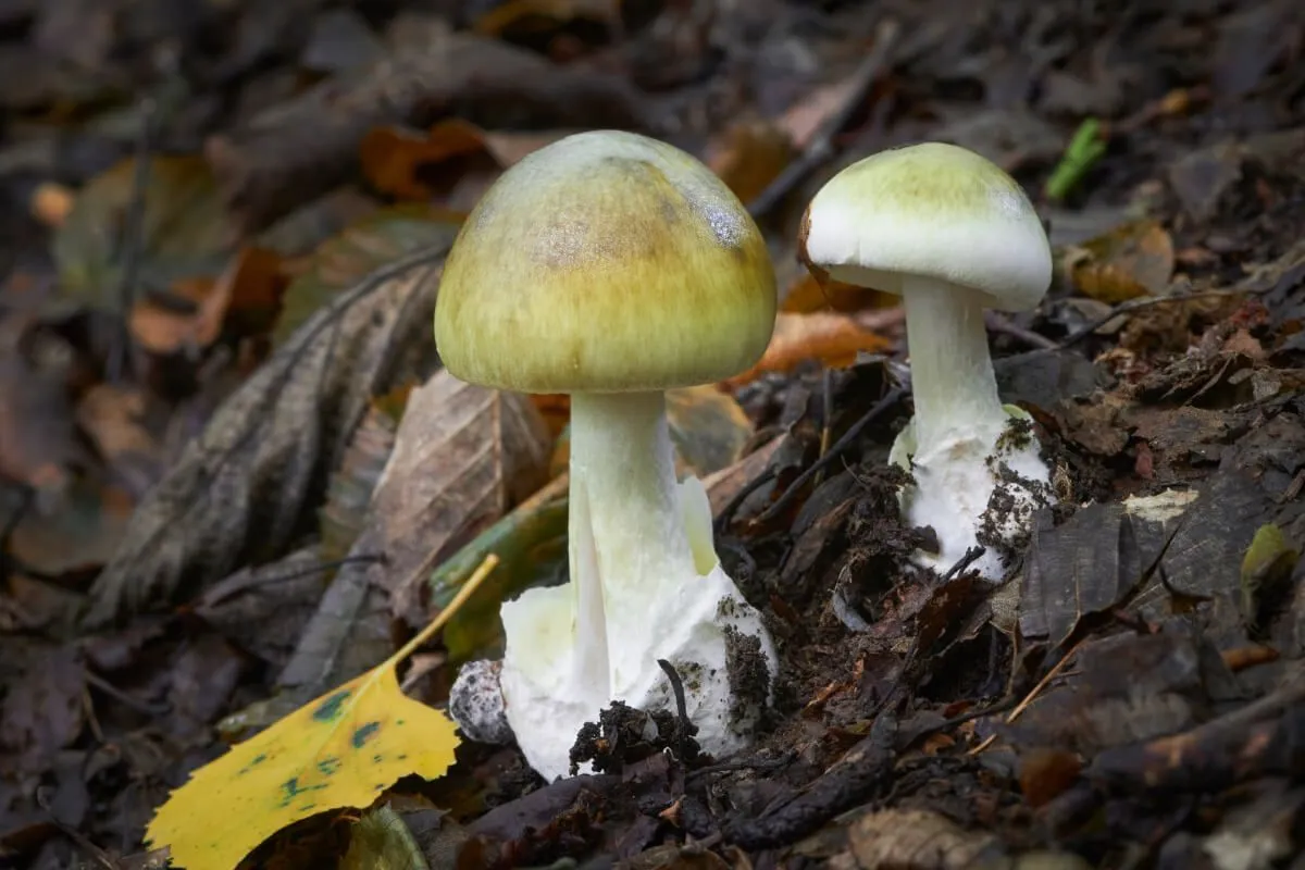 Amanita phalloides, azaz gyilkos galóca (Fotó: Shutterstock)