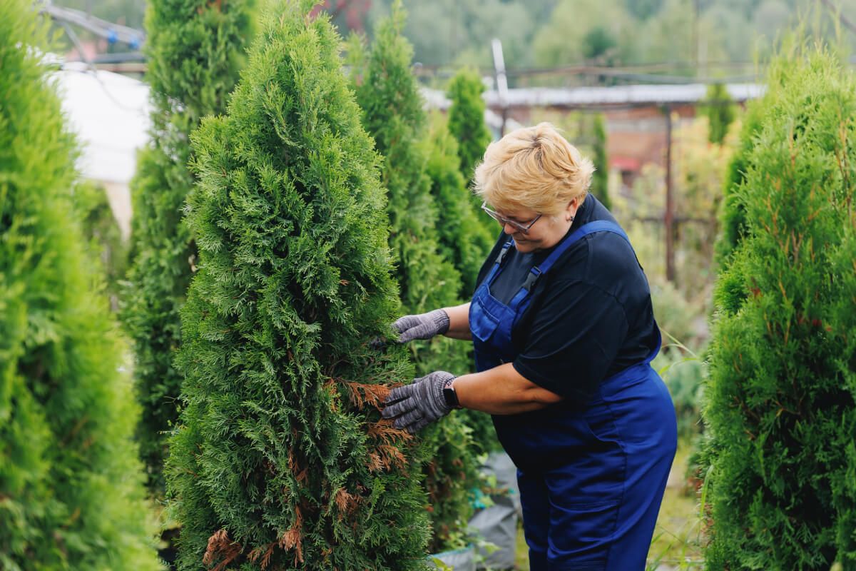 A tujabokrok alapos tisztítása segít, hogy nyáron szép zöld díszei legyenek a kertnek (Fotó: Shutterstock)