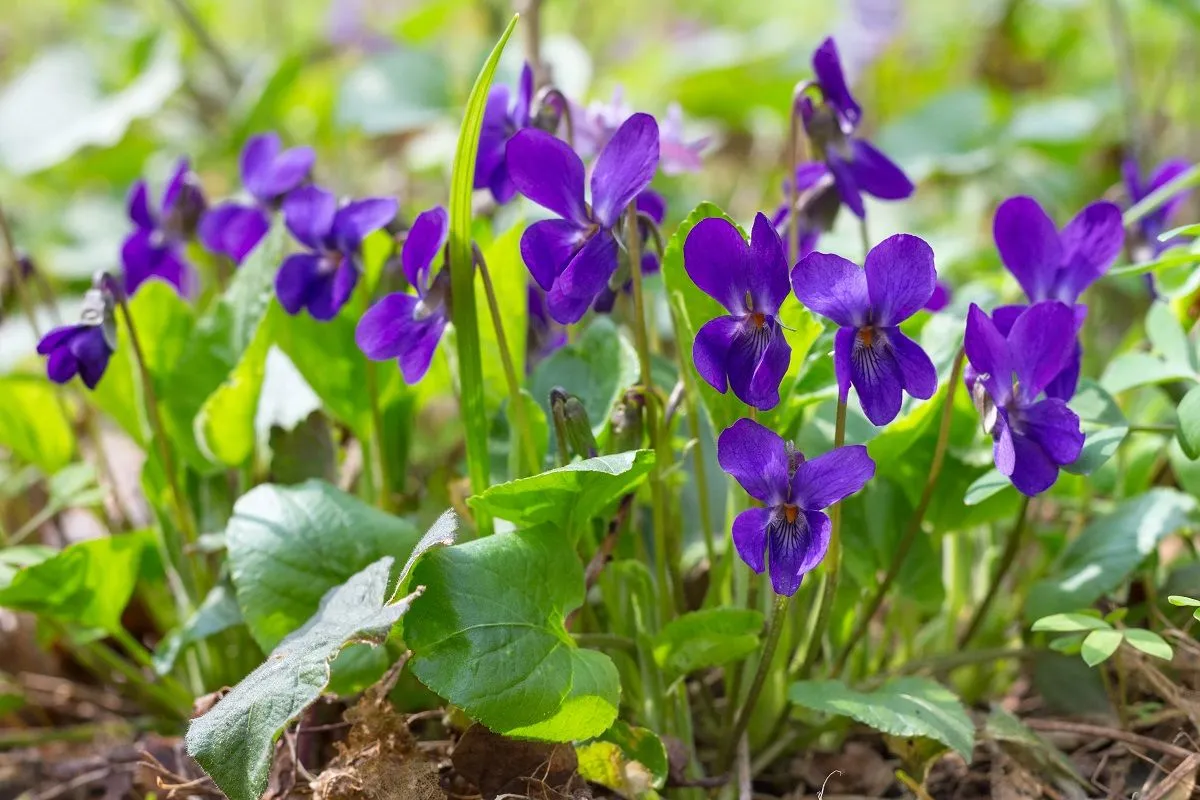 Az ibolyának minden része ehető és jó hatással van az egészségre /Fotó: Shutterstock