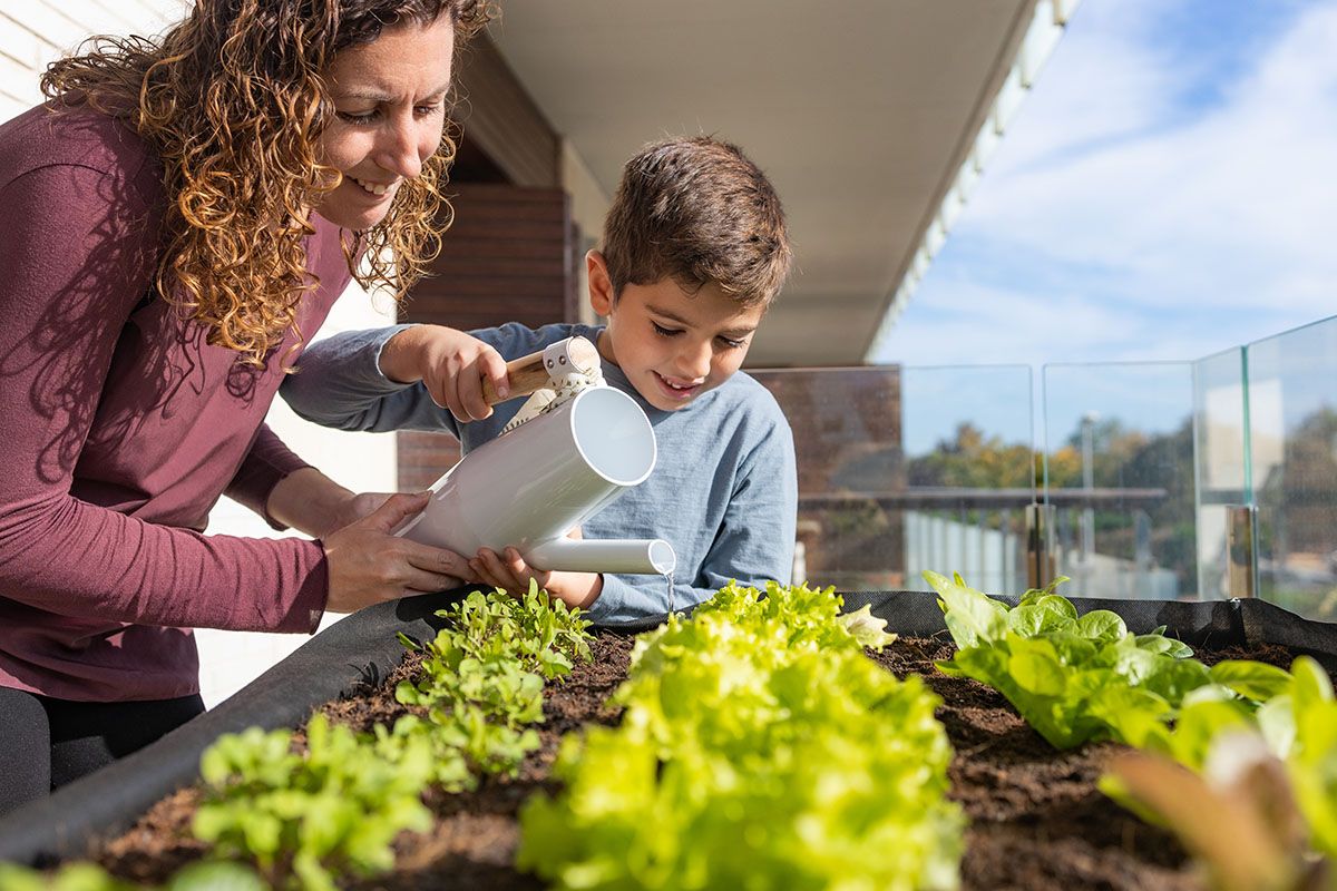 A fejessaláta kiváló választás, ha balkonládába, esetleg cserépbe ültetnéd az erkélyeden /Fotó: Shutterstock