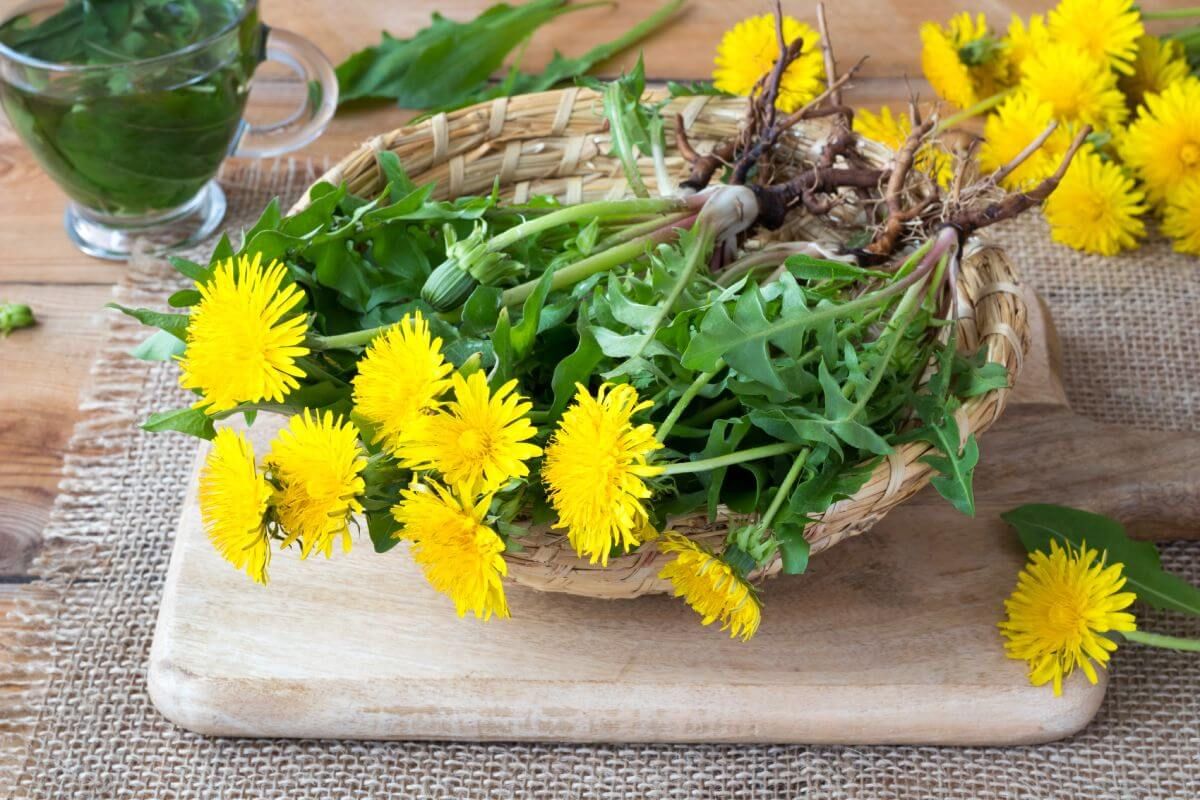 Tavasszal szedhetjük bátran, de igyekezzünk autóforgalomtól távol eső, tiszta területről gyűjteni (Fotó: Shutterstock)