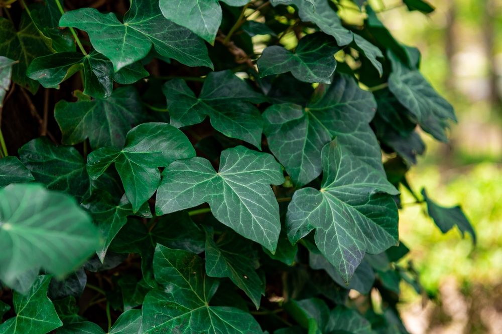 Télen fűt, nyáron hűt - a borostyán több, mint pompás homlokzatdísz! (Fotó: Shutterstock)