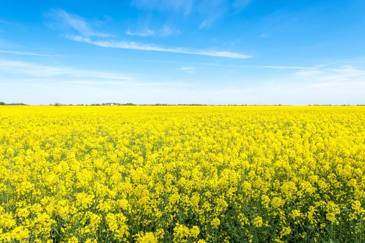 A virágzó repce színe lenyűgöző / Fotó: Shutterstock