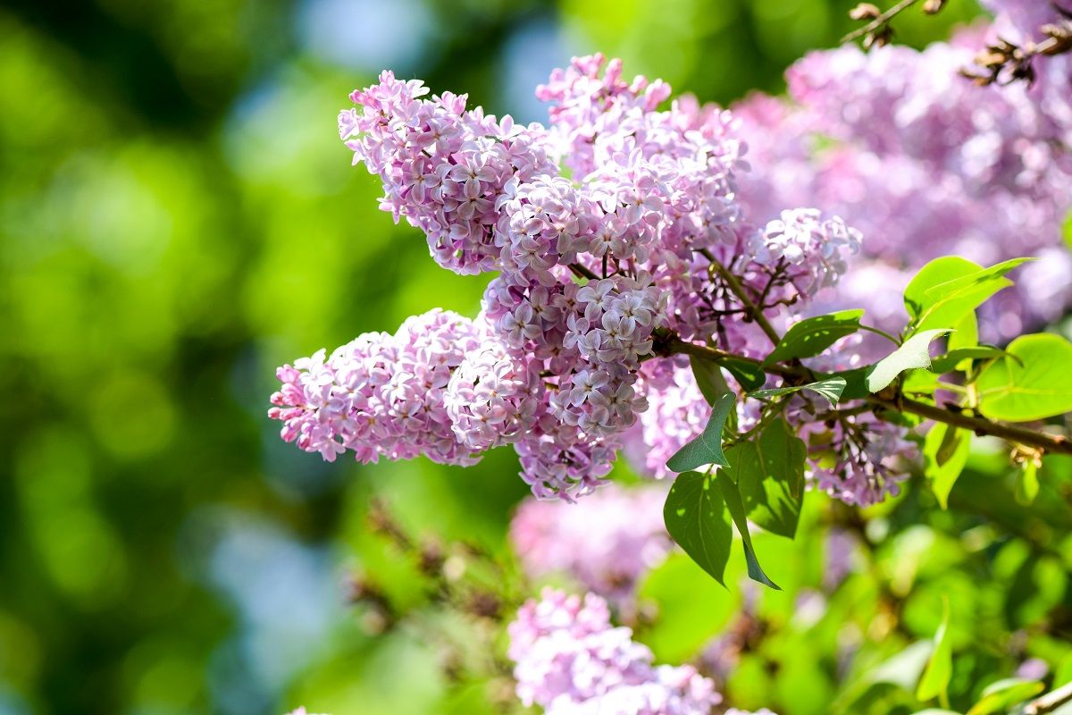 Az orgona leveléből is készíthető tinktúra /Fotó: Shutterstock