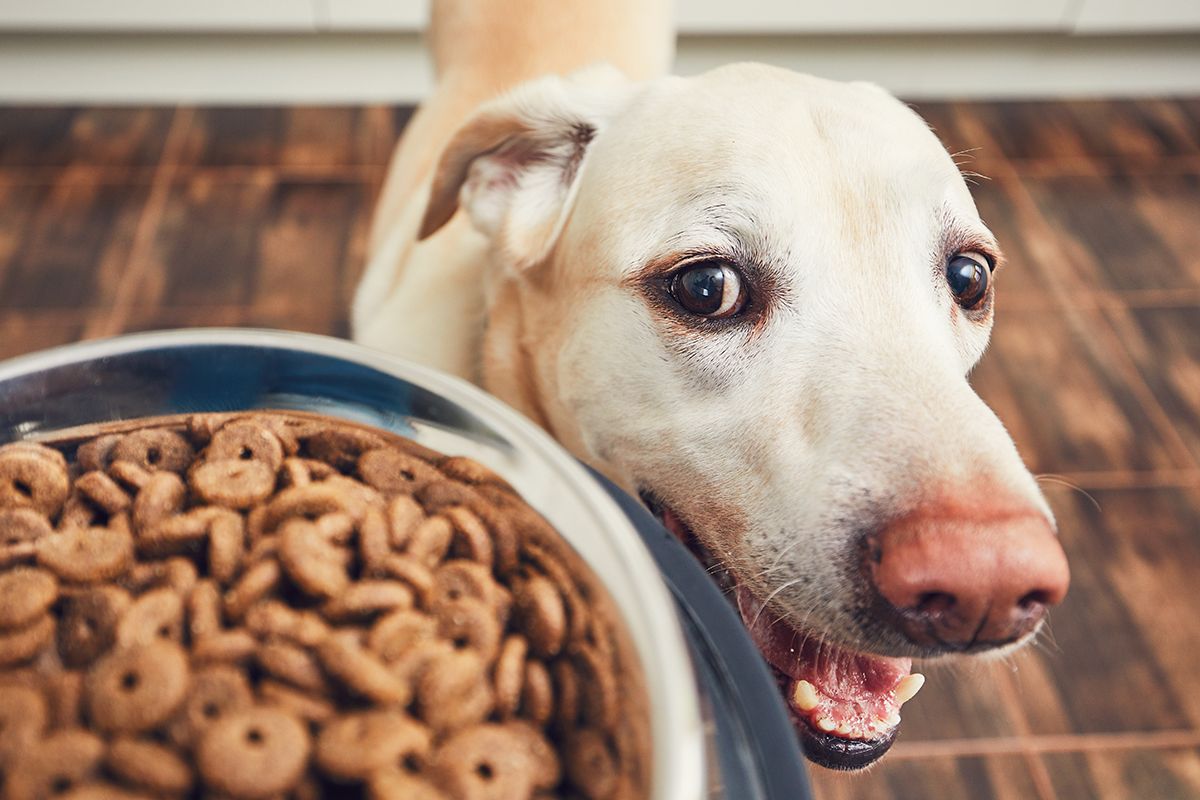 A kutyusoknál is fontos szem előtt tartani az egészséges életmódot /Fotó: Shutterstock