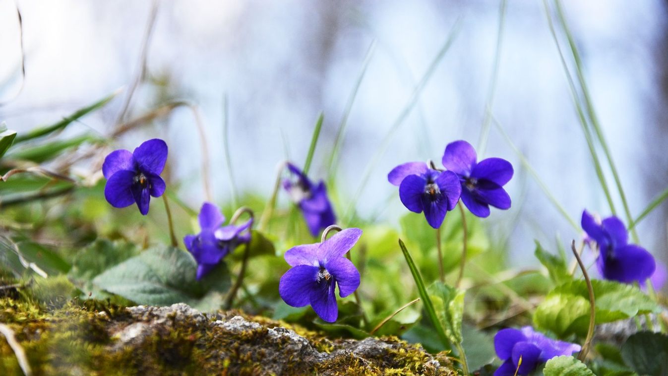 Az ibolya nemcsak szép és illatos, de gyógynövény is /Fotó: Shutterstock