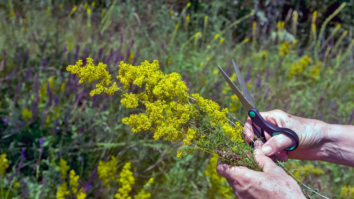 A tejoltó galaj segíti a veseműködést, májfertőzés kezelésre is használható /Fotó: Shutterstock