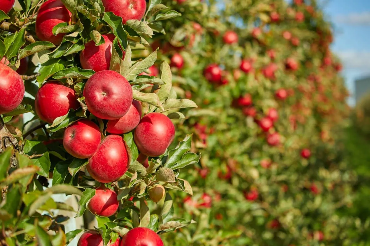 A magyarországi gyümölcstermelés 70%-át az alma teszi ki (Fotó: Shutterstock)