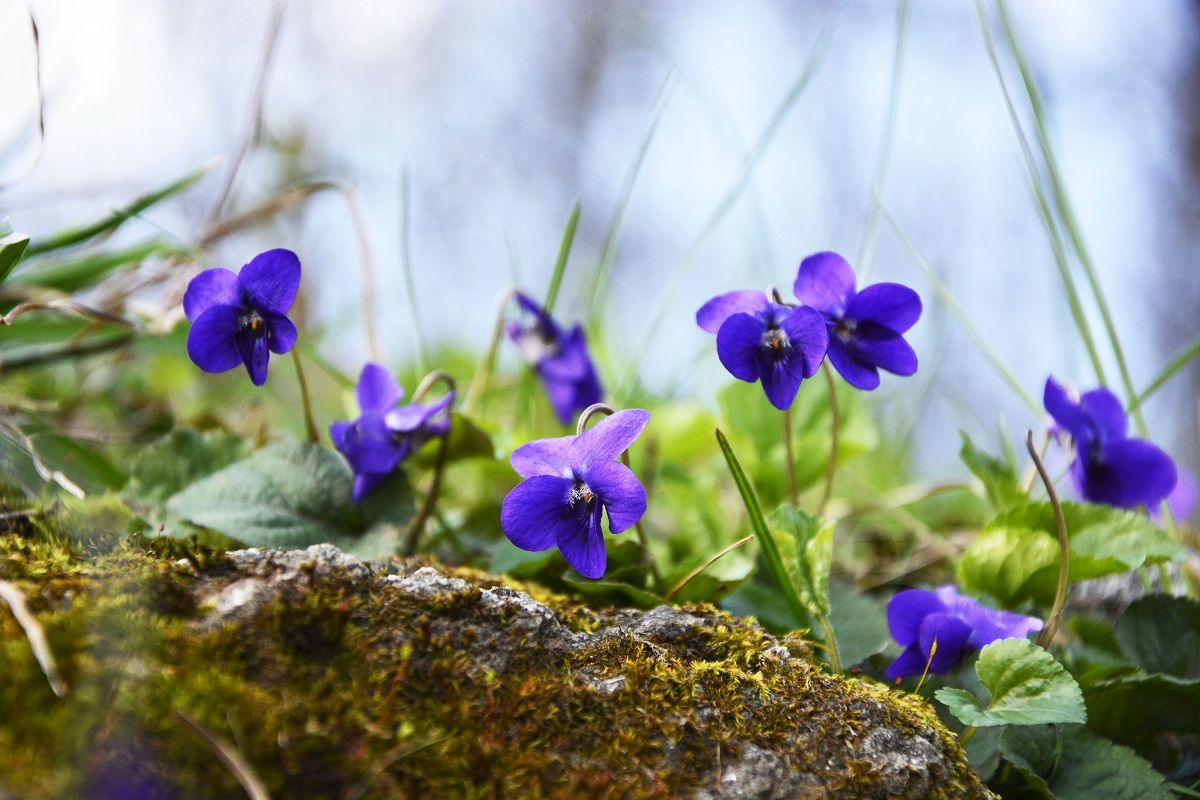 Az ibolya nemcsak szép és illatos, de gyógynövény is /Fotó: Shutterstock