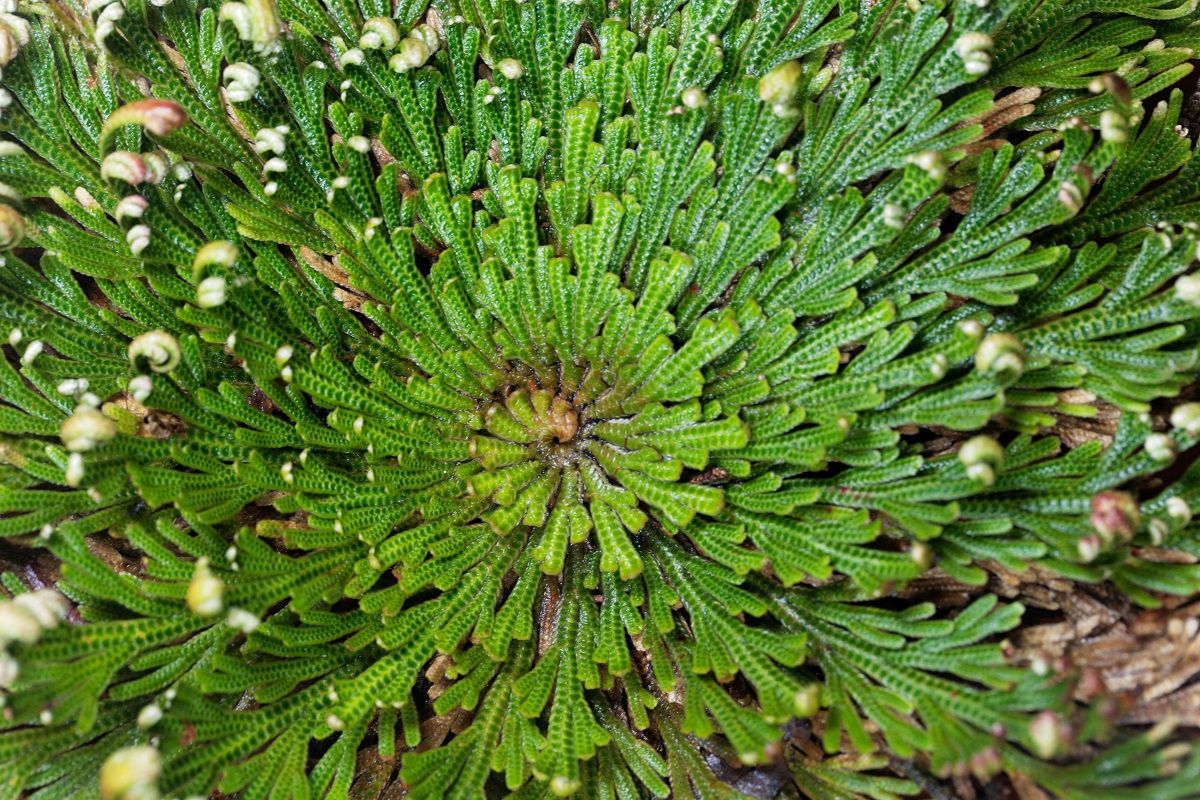 Jerikó rózsája növeli a szervezet ellenállását a fertőzésekkel szemben / Fotó: Shutterstock