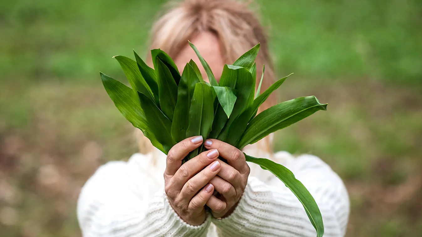 Medvehagyma /Fotó: Shutterstock