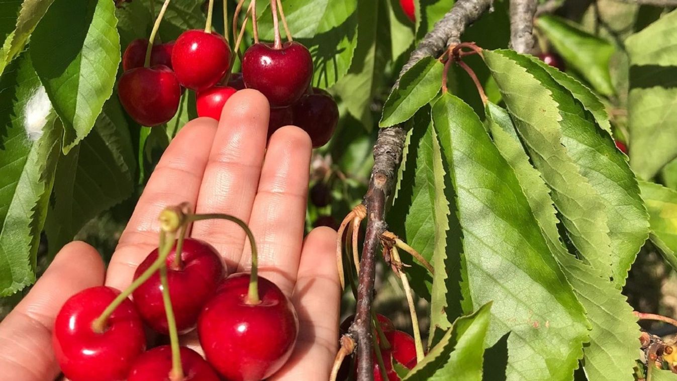 Olcsó és friss gyümölcsöt szeretnél? Ezeken a helyeken találhatsz ilyet