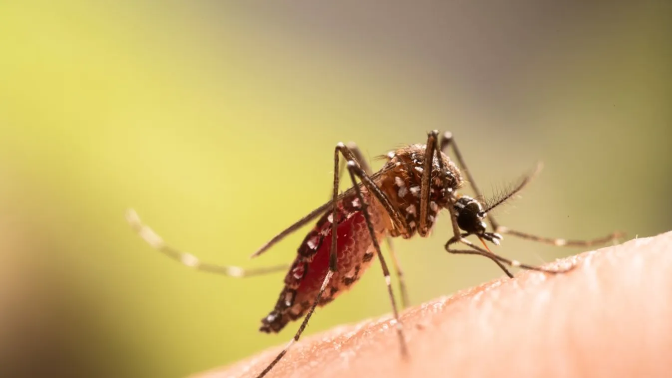 Íme egy szuper módszer, amivel távol tarthatod a szúnyogokat a hálószobádtól