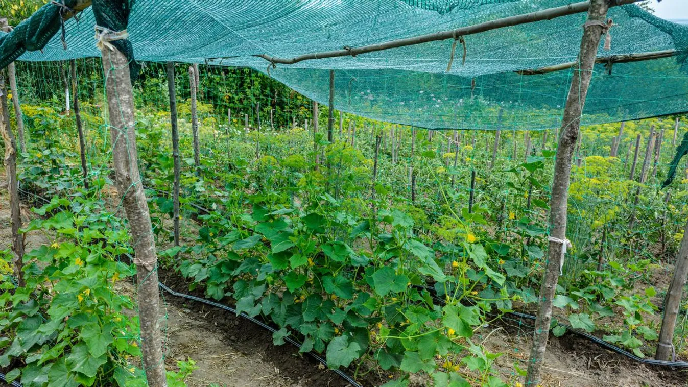 A kerted ugyanúgy leéghet mint a bőröd - így óvd meg a növényeket az UV-sugaraktól