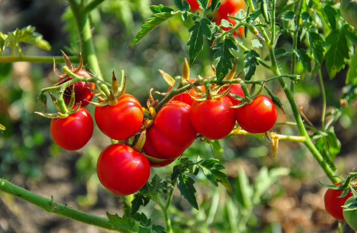 A kutatók szerint a paradicsom is képes hangot kiadni / Fotó: Shutterstock